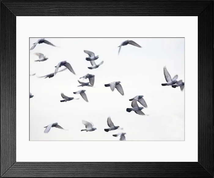 Framed Print : Feral Pigeons - in flight - UK Framed Print : Feral Pigeons - in flight - UK