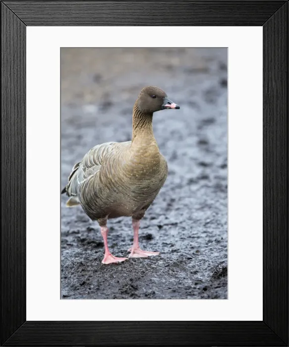 Framed Print : Pink Footed Goose - winter - UK Framed Print : Pink Footed Goose - winter - UK
