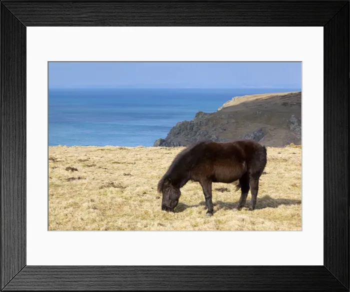 Framed Print : Shetland Pony - grazing - Predannick, Cornwall, UK Framed Print : Shetland Pony - grazing - Predannick, Cornwall, UK