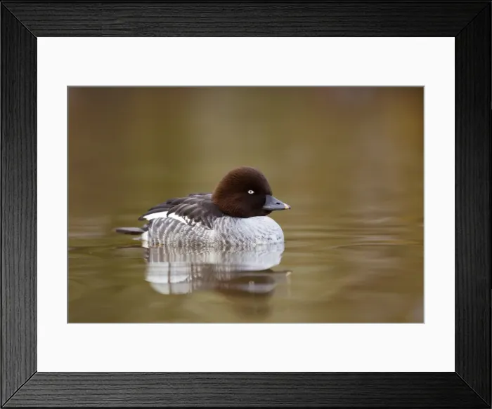 Framed Print : Goldeneye - female in winter - UK Framed Print : Goldeneye - female in winter - UK