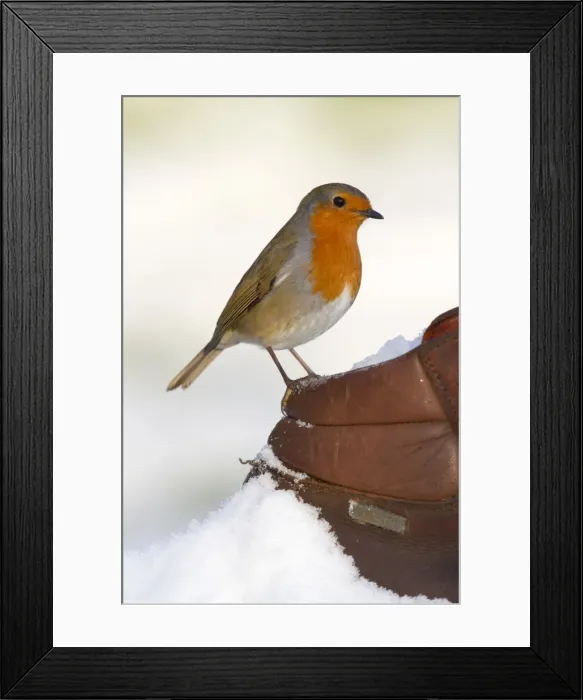 Framed Print : Robin - in snow on walking boot - UK Framed Print : Robin - in snow on walking boot - UK