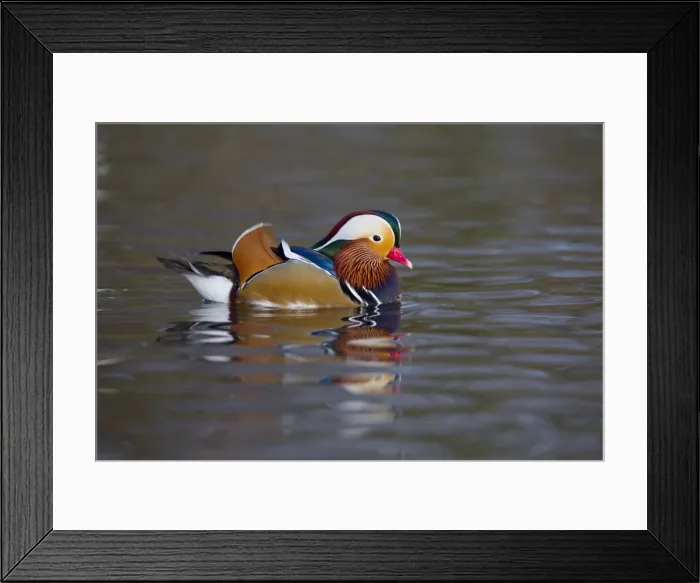 Framed Print : Mandarin Duck - winter - UK