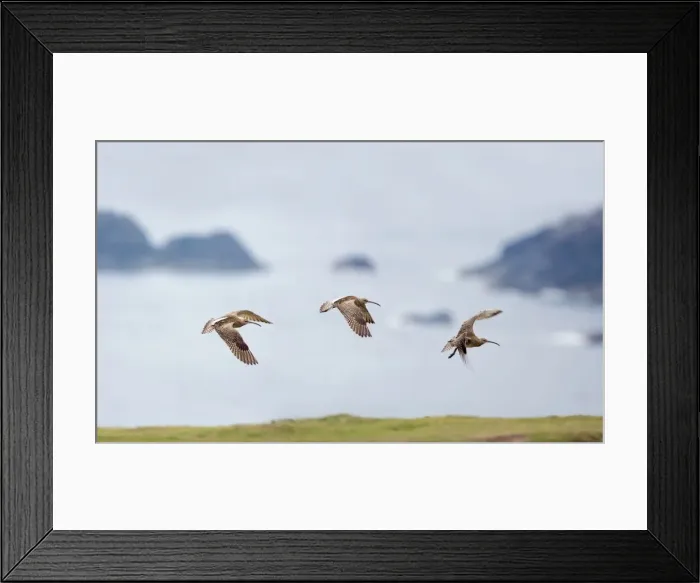 Framed Print : Whimbrel - in flight - UK Framed Print : Whimbrel - in flight - UK