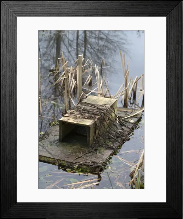 Framed Print : Mink Raft - in water - to monitor presence of mink - Cornwall, UK Framed Print : Mink Raft - in water - to monitor presence of mink - Cornwall, UK