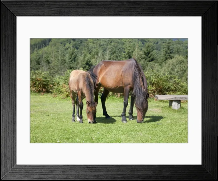 Framed Print : Dartmoor Ponies - mare and foal - Devon, UK Framed Print : Dartmoor Ponies - mare and foal - Devon, UK
