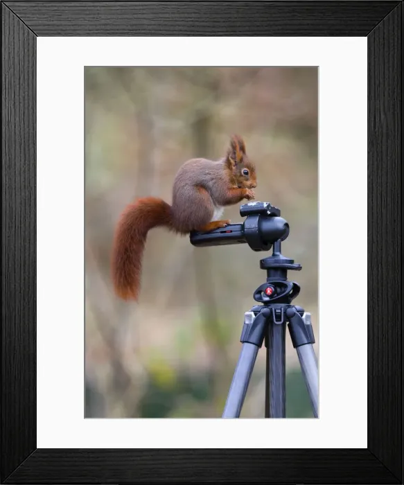 Framed Print : Red Squirrel - standing on a tripod feeding - UK Framed Print : Red Squirrel - standing on a tripod feeding - UK