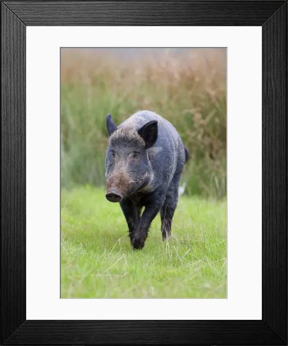 Framed Print : Wild Boar - UK - controlled conditions Framed Print : Wild Boar - UK - controlled conditions