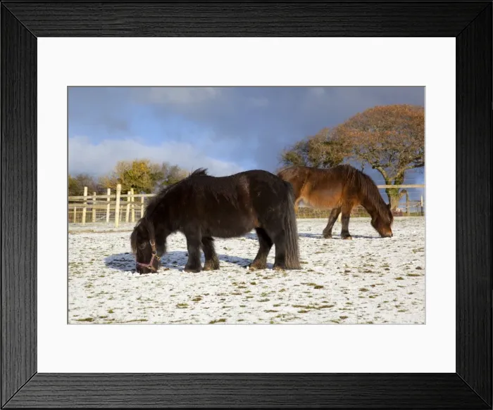 Framed Print : Ponies - feeding in the winter snow - UK Framed Print : Ponies - feeding in the winter snow - UK