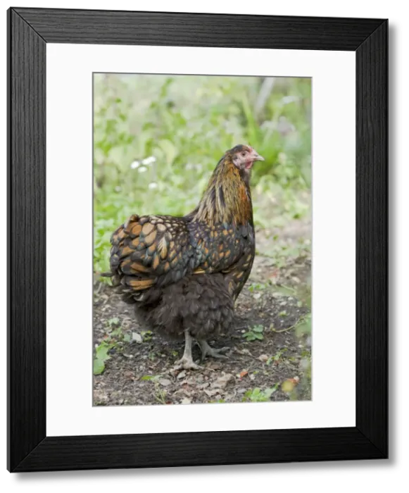 Framed Print : Orpington Gold Laced Domestic chicken breed Essex, UK BI021198 Framed Print : Orpington Gold Laced Domestic chicken breed Essex, UK BI021198