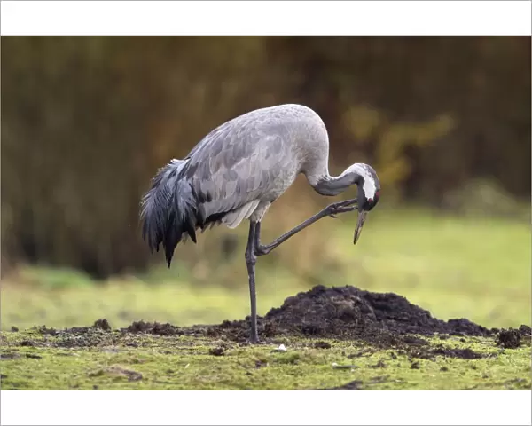 Common Crane - scratching - UK