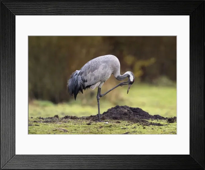 Framed Print : Common Crane - scratching - UK Framed Print : Common Crane - scratching - UK
