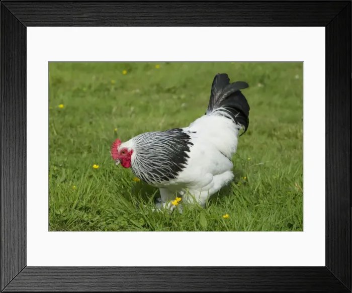 Framed Print : Sussex Domestic Chicken Breed Essex, UK BI021214 Framed Print : Sussex Domestic Chicken Breed Essex, UK BI021214
