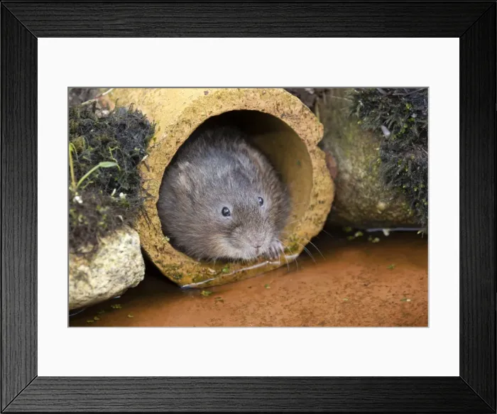 Framed Print : Water Vole - emerging from drain pipe - UK Framed Print : Water Vole - emerging from drain pipe - UK