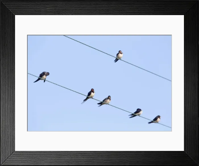 Framed Print : Swallows - perched on a wire - UK Framed Print : Swallows - perched on a wire - UK