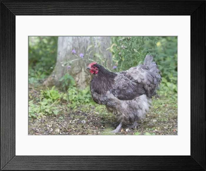 Framed Print : Orpington Blue Domestic chicken breed Essex, UK BI021192 Framed Print : Orpington Blue Domestic chicken breed Essex, UK BI021192