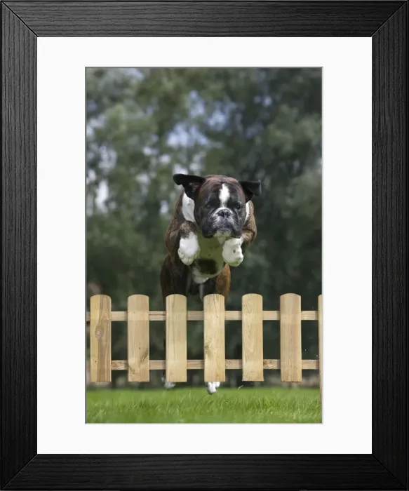 Framed Print : Dog - Boxer - jumping over fence in garden Framed Print : Dog - Boxer - jumping over fence in garden