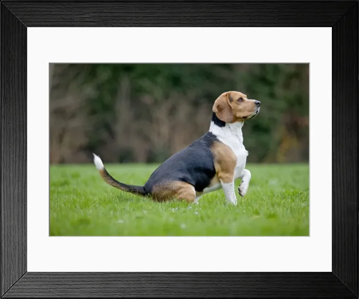 Framed Print : Dog - Beagle dog Framed Print : Dog - Beagle dog