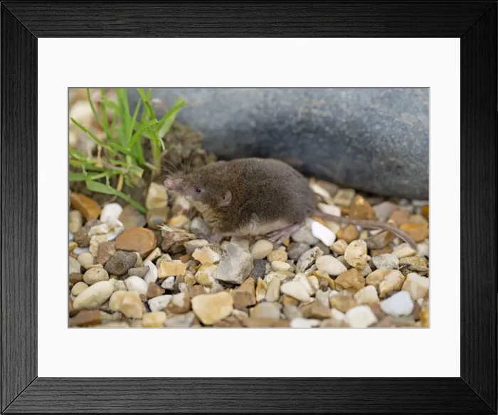 Framed Print : Water Shrew - UK Framed Print : Water Shrew - UK