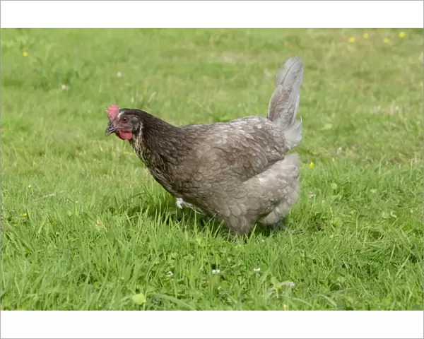 Maran Domestic Chicken Breed Essex, UK BI021209