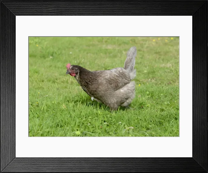 Framed Print : Maran Domestic Chicken Breed Essex, UK BI021209