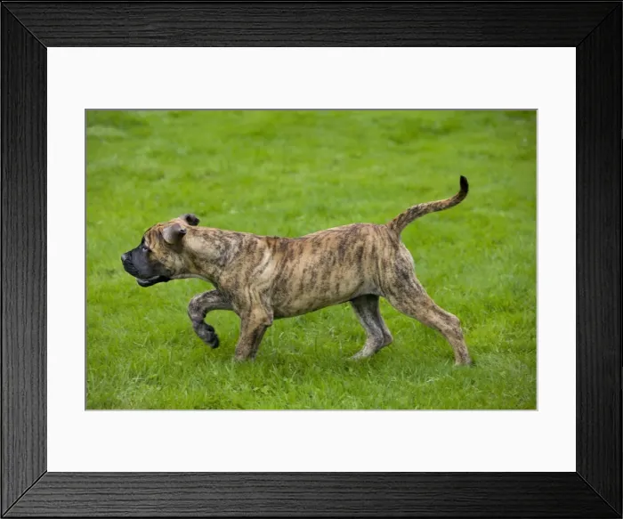 Framed Print : Dog - Boerboel - puppy in garden Framed Print : Dog - Boerboel - puppy in garden