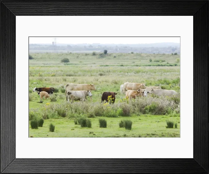Framed Print : Cattle on Thames Grazing Marshes Rainham Marsh RSPB Reserve Essex, UK MA002358 Framed Print : Cattle on Thames Grazing Marshes Rainham Marsh RSPB Reserve Essex, UK MA002358