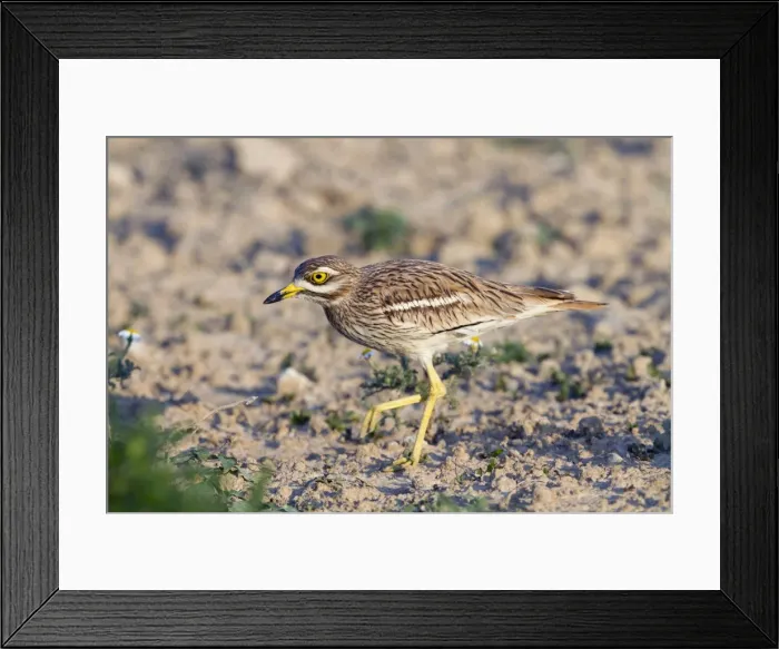 Framed Print : Stone Curlew - walking - Spain Framed Print : Stone Curlew - walking - Spain