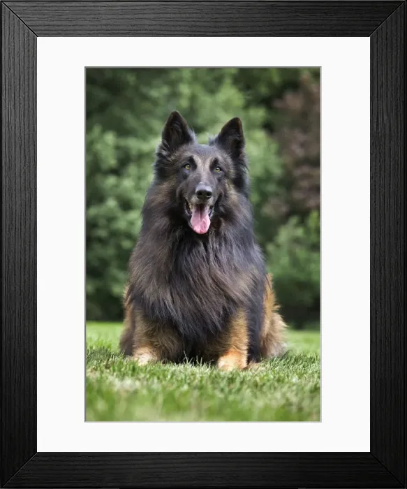 Framed Print : Dog - Belgian Shepherd / Tervuren Dog Framed Print : Dog - Belgian Shepherd / Tervuren Dog
