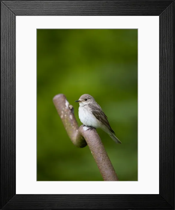 Framed Print : Spotted Flycatcher - Summer - Cornwall, UK Framed Print : Spotted Flycatcher - Summer - Cornwall, UK