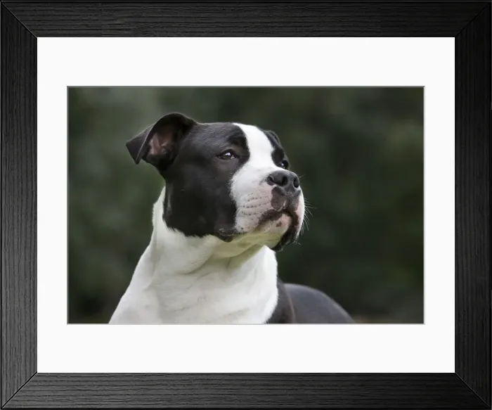 Framed Print : Dog - American Staffordshire Terrier puppy Framed Print : Dog - American Staffordshire Terrier puppy