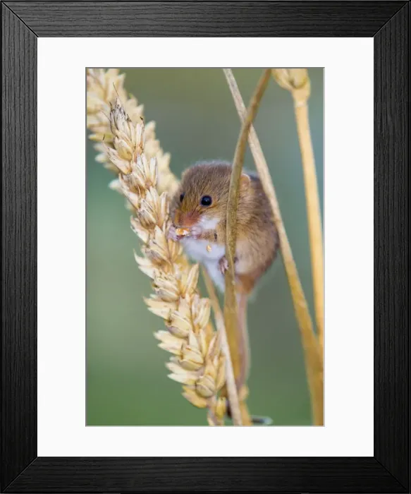 Framed Print : Harvest Mouse - eating Ear Wheat - UK Framed Print : Harvest Mouse - eating Ear Wheat - UK