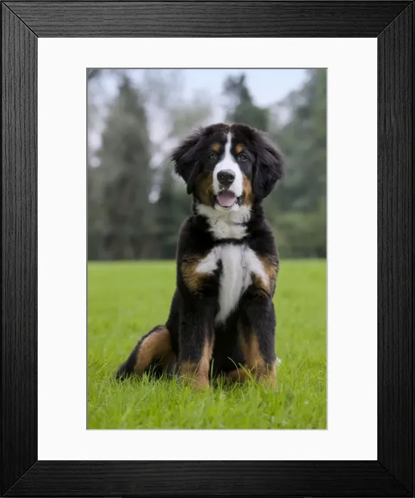 Framed Print : Dog - Bernese Mountain Dog - puppy