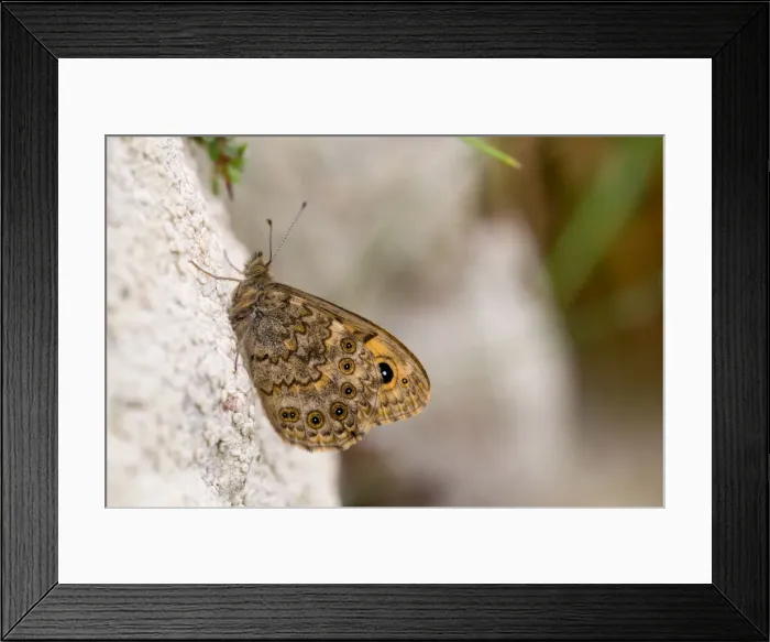 Framed Print : Wall Brown Butterfly - UK Framed Print : Wall Brown Butterfly - UK