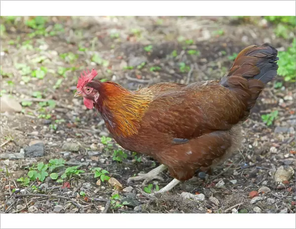 Welsummer Domestic chicken breed Essex, UK BI021203