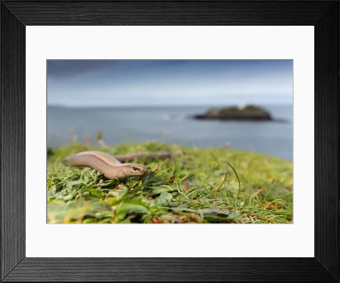 Framed Print : Slow Worm - Godrevy, Cornwall, UK Framed Print : Slow Worm - Godrevy, Cornwall, UK