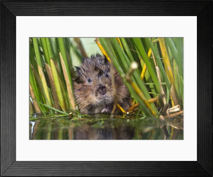 Framed Print : Water Vole - in reeds by water - UK Framed Print : Water Vole - in reeds by water - UK
