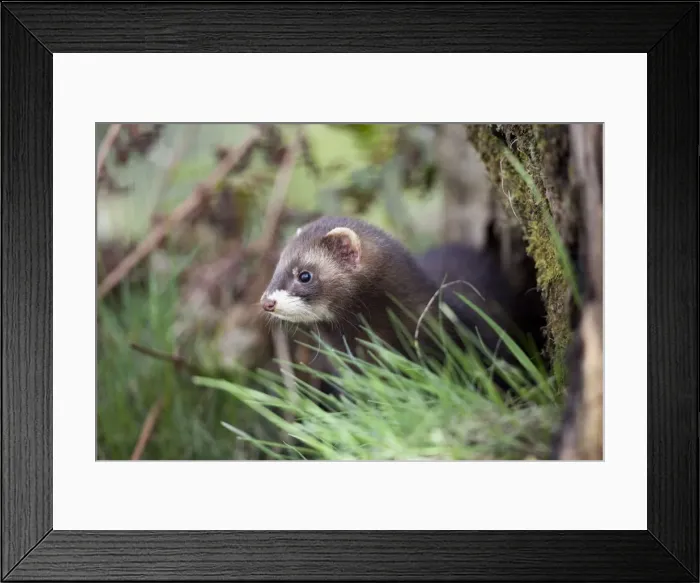 Framed Print : Polecat - UK Framed Print : Polecat - UK