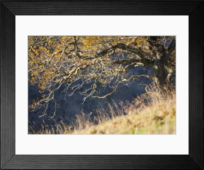 Framed Print : Trenant Wood - Autumn - Cornwall - UK