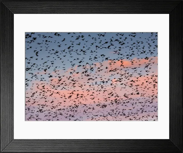 Framed Print : Starlings - preparing to roost - Marazion, Cornwall, UK Framed Print : Starlings - preparing to roost - Marazion, Cornwall, UK
