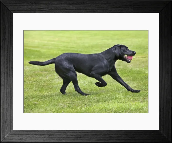 Framed Print : Dog - Black Labrador - playing in garden with ball