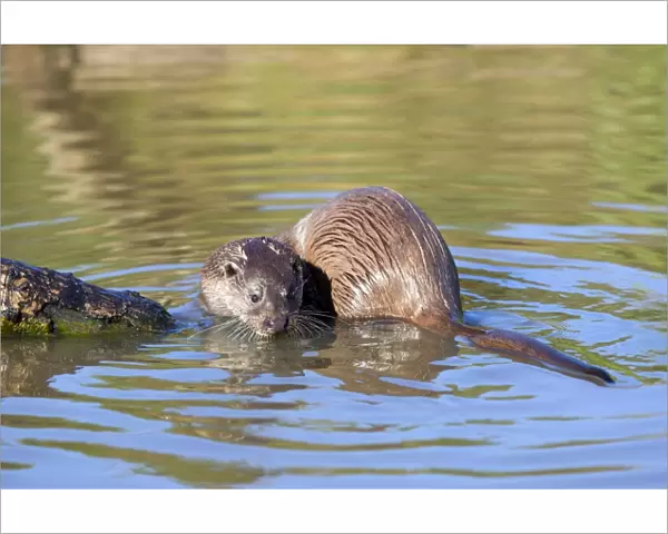 Otter - in water - UK