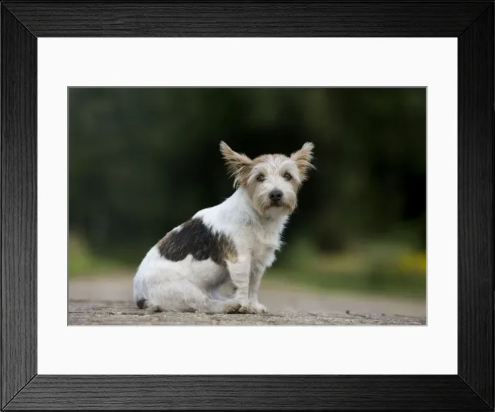 Framed Print : Dog - Jack Russell Framed Print : Dog - Jack Russell
