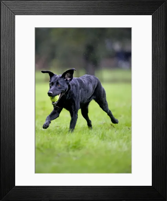 Framed Print : Dog - Black Labrador - running in garden - with tennis ball in mouth Framed Print : Dog - Black Labrador - running in garden - with tennis ball in mouth