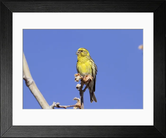 Framed Print : Serin - Spain Framed Print : Serin - Spain