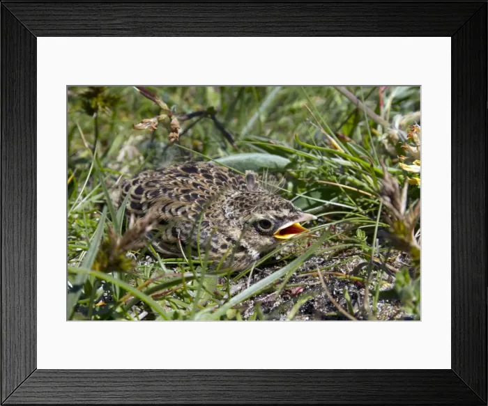 Framed Print : Skylark - chick - UK Framed Print : Skylark - chick - UK