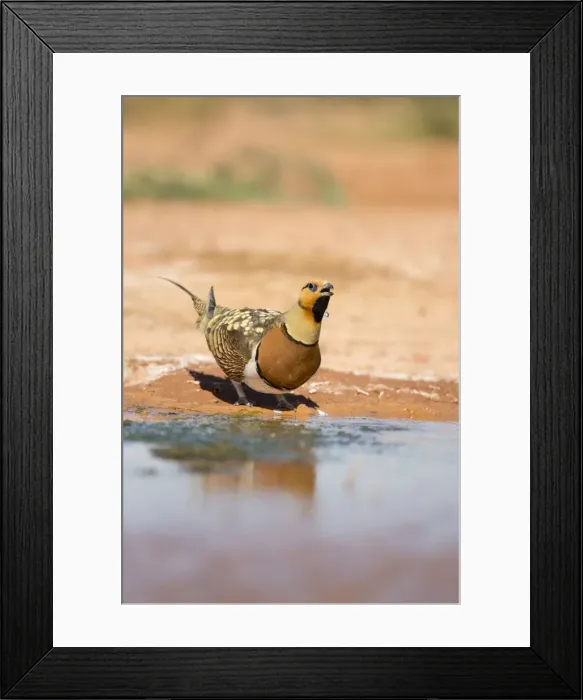 Framed Print : Pin Tailed Sandgrouse - drinking from pool - Spain Framed Print : Pin Tailed Sandgrouse - drinking from pool - Spain
