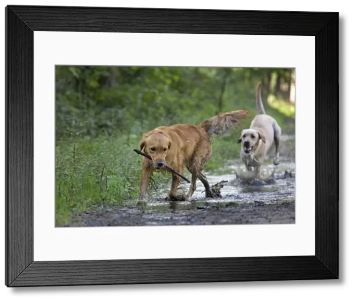 Framed Print : Dog - Golden Retriever and Labrador - running through muddy puddles in forest Framed Print : Dog - Golden Retriever and Labrador - running through muddy puddles in forest
