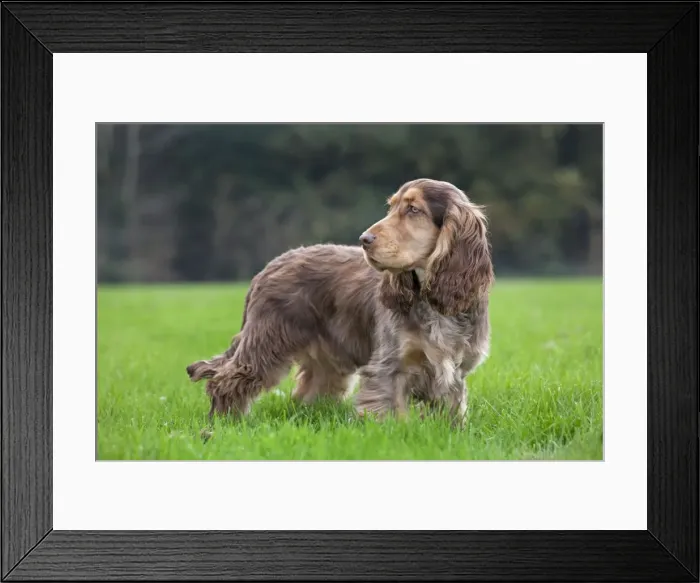 Framed Print : Dog - English Cocker Spaniel Framed Print : Dog - English Cocker Spaniel