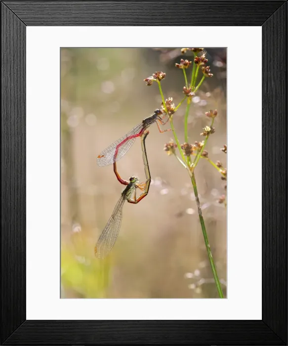 Framed Print : Small Red Damselflies - paired - Cornwall, UK Framed Print : Small Red Damselflies - paired - Cornwall, UK