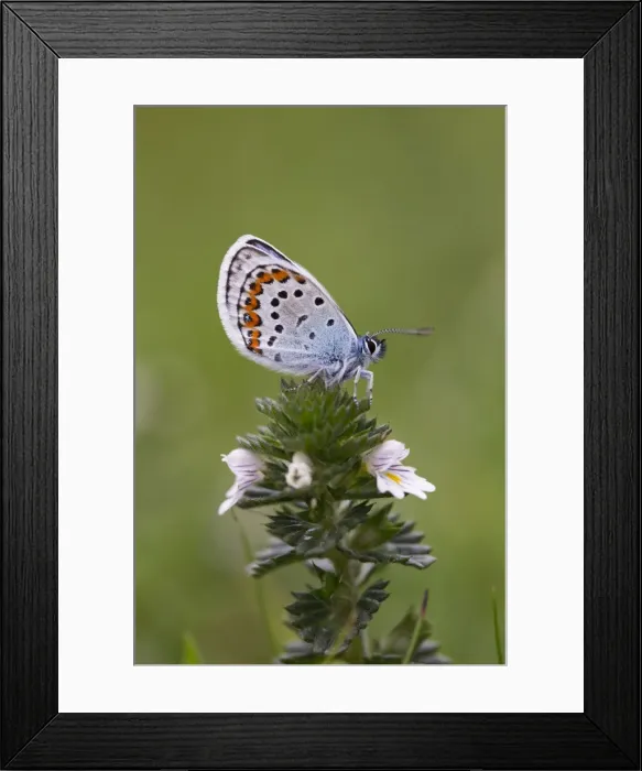Framed Print : Silver Studded Blue Butterfly - Cornwall - UK Framed Print : Silver Studded Blue Butterfly - Cornwall - UK
